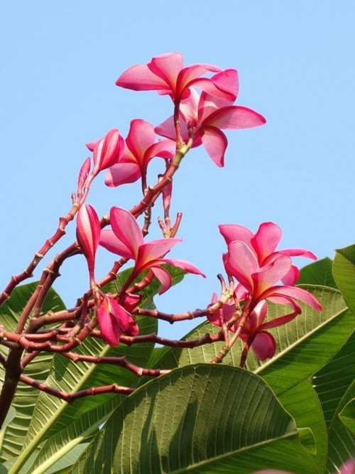 Plumeria---Psychological-Perfection-86.jpg