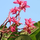 Plumeria---Psychological-Perfection-86