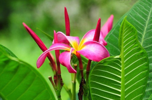 Plumeria---Psychological-Perfection-87.jpg