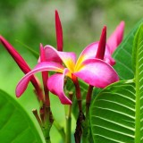 Plumeria---Psychological-Perfection-87