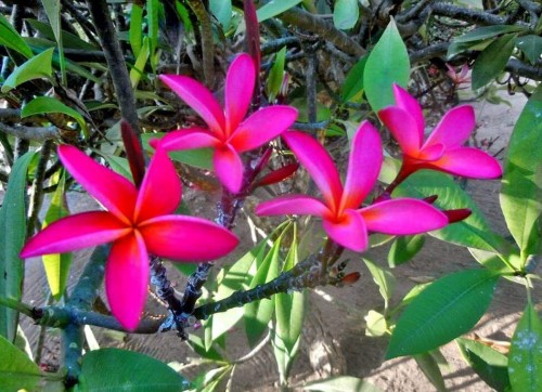 Plumeria---Psychological-Perfection-88.jpg