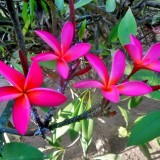 Plumeria---Psychological-Perfection-88