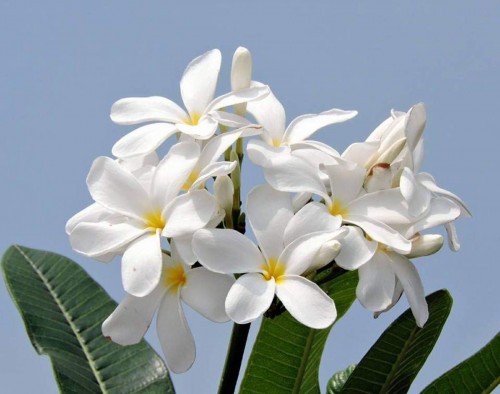 Plumeria---Psychological-Perfection-89.jpg