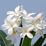 Plumeria---Psychological-Perfection-89