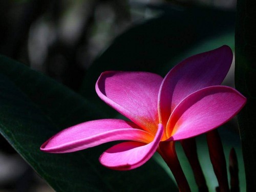 Plumeria---Psychological-Perfection-9.jpg