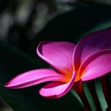 Plumeria---Psychological-Perfection-9