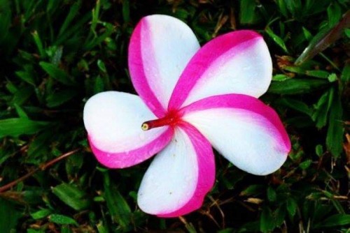 Plumeria---Psychological-Perfection-90.jpg