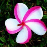 Plumeria---Psychological-Perfection-90