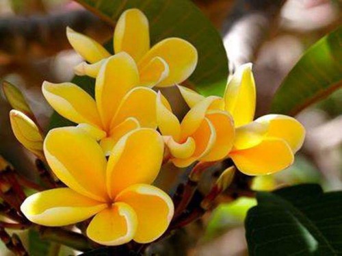 Plumeria---Psychological-Perfection-91.jpg