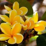 Plumeria---Psychological-Perfection-91