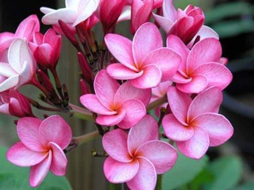 Plumeria---Psychological-Perfection-92.jpg