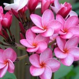 Plumeria---Psychological-Perfection-92