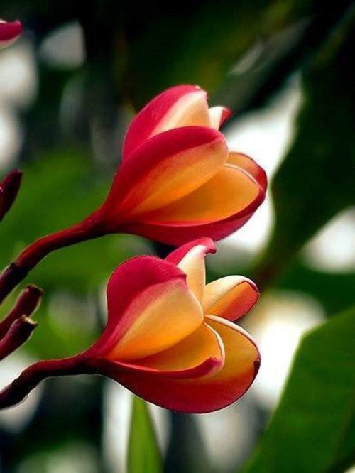 Plumeria---Psychological-Perfection-93.jpg