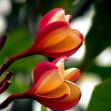 Plumeria---Psychological-Perfection-93