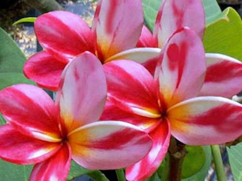 Plumeria---Psychological-Perfection-95.jpg