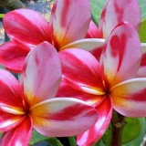 Plumeria---Psychological-Perfection-95