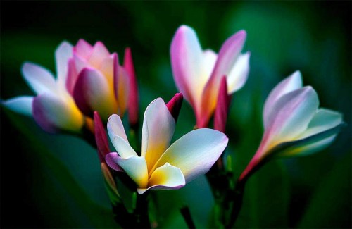 Plumeria---Psychological-Perfection-96.jpg