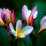 Plumeria---Psychological-Perfection-96