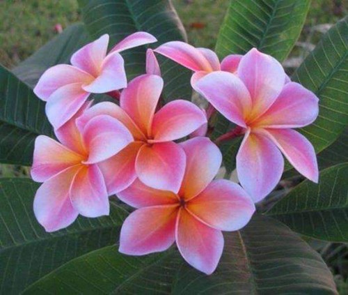 Plumeria---Psychological-Perfection-97.jpg