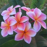 Plumeria---Psychological-Perfection-97