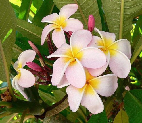 Plumeria---Psychological-Perfection-98.jpg