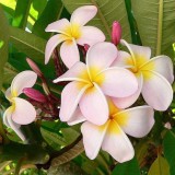 Plumeria---Psychological-Perfection-98