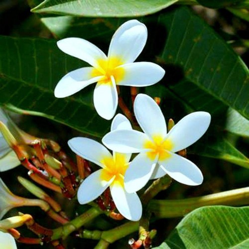 Plumeria---Psychological-Perfection-99.jpg