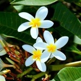 Plumeria---Psychological-Perfection-99