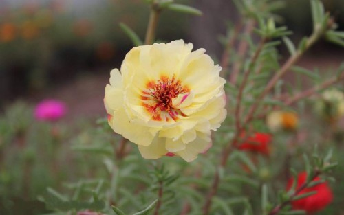 Portulaca-grandiflora-Hook---Sri-Aurobindos-Compassion-1.jpg