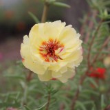 Portulaca-grandiflora-Hook---Sri-Aurobindos-Compassion-1