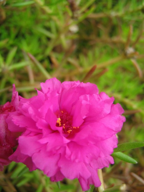 Portulaca-grandiflora-Hook---Sri-Aurobindos-Compassion-10.jpg