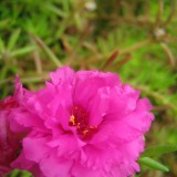 Portulaca-grandiflora-Hook---Sri-Aurobindos-Compassion-10