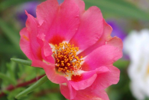 Portulaca-grandiflora-Hook---Sri-Aurobindos-Compassion-11.jpg