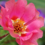 Portulaca-grandiflora-Hook---Sri-Aurobindos-Compassion-11