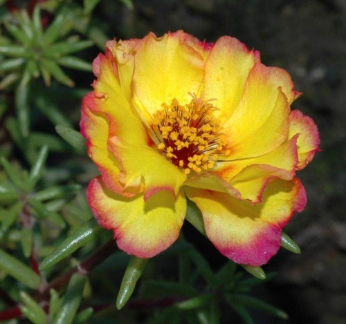 Portulaca-grandiflora-Hook---Sri-Aurobindos-Compassion-12.jpg