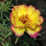 Portulaca-grandiflora-Hook---Sri-Aurobindos-Compassion-12