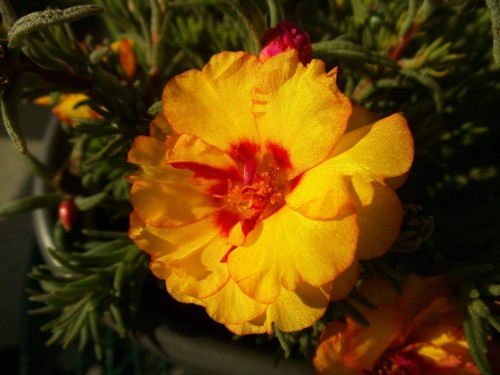 Portulaca-grandiflora-Hook---Sri-Aurobindos-Compassion-13.jpg