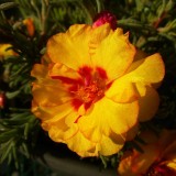 Portulaca-grandiflora-Hook---Sri-Aurobindos-Compassion-13