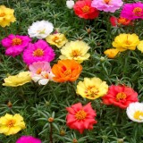 Portulaca-grandiflora-Hook---Sri-Aurobindos-Compassion-14