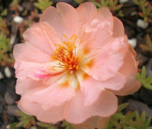 Portulaca-grandiflora-Hook---Sri-Aurobindos-Compassion-15.jpg