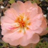 Portulaca-grandiflora-Hook---Sri-Aurobindos-Compassion-15