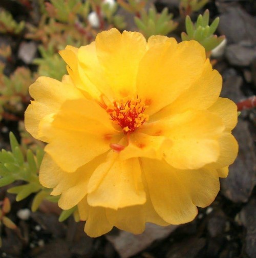 Portulaca-grandiflora-Hook---Sri-Aurobindos-Compassion-16.jpg