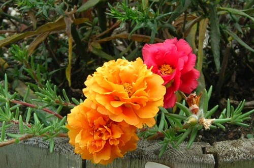 Portulaca-grandiflora-Hook---Sri-Aurobindos-Compassion-18.jpg