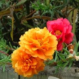 Portulaca-grandiflora-Hook---Sri-Aurobindos-Compassion-18