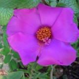 Portulaca-grandiflora-Hook---Sri-Aurobindos-Compassion-19