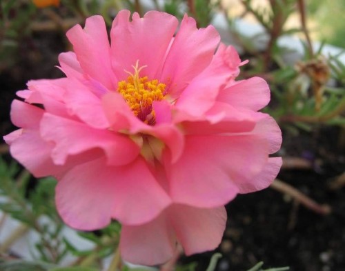 Portulaca-grandiflora-Hook---Sri-Aurobindos-Compassion-2.jpg