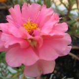 Portulaca-grandiflora-Hook---Sri-Aurobindos-Compassion-2