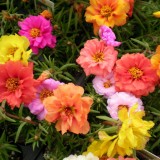 Portulaca-grandiflora-Hook---Sri-Aurobindos-Compassion-20