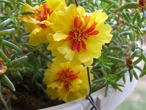 Portulaca-grandiflora-Hook---Sri-Aurobindos-Compassion-21.jpg