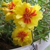 Portulaca-grandiflora-Hook---Sri-Aurobindos-Compassion-21